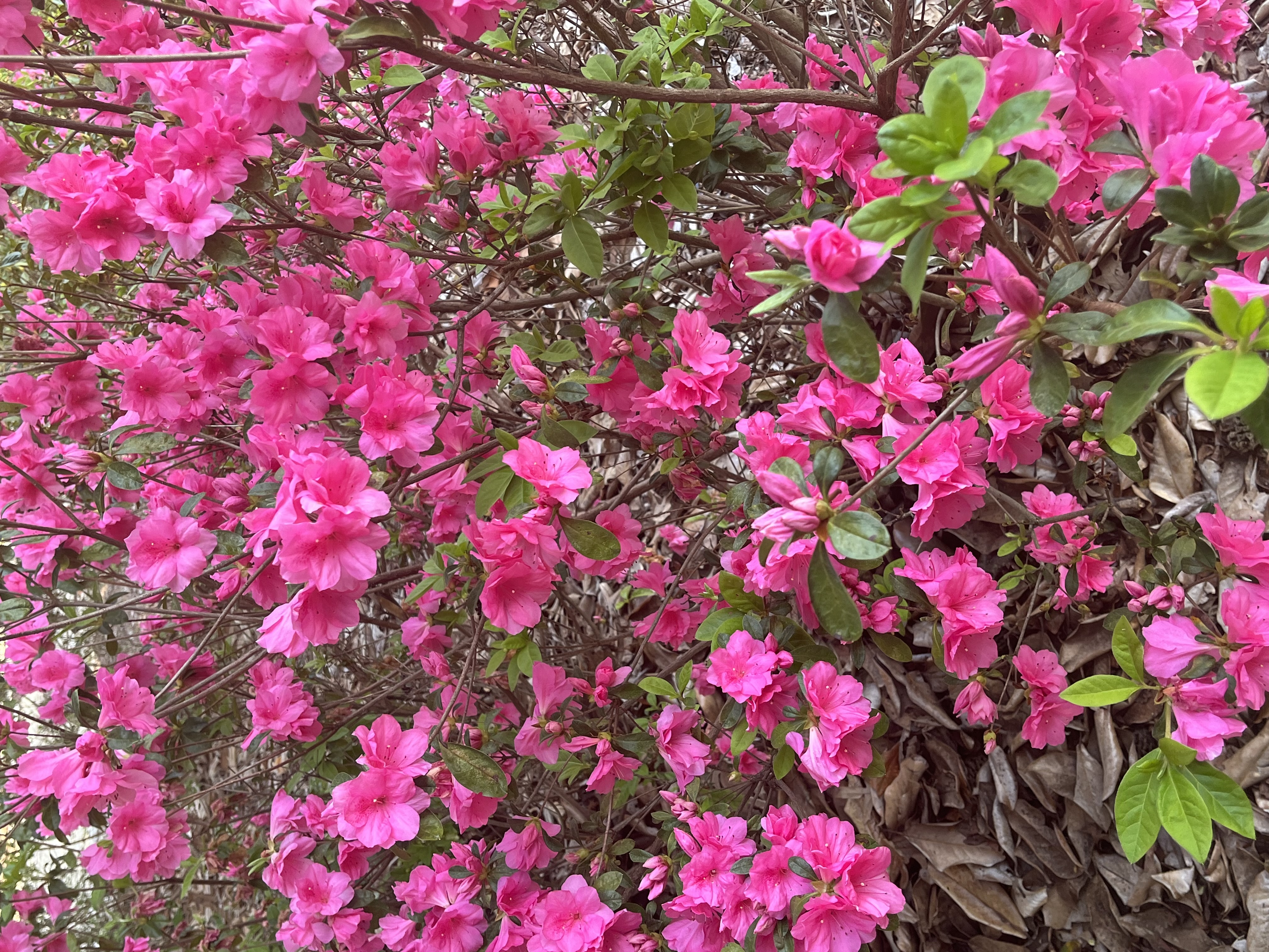 Spring Timing: Practices to Keep your Spring Garden on Schedule 